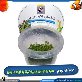 تصویر گیاه هیدروکوتیل تریپارتیتا آکواریوم پلنت کد 642 Aquarium Plant hydrocotyle tripartita