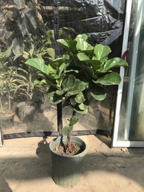 تصویر فیکوس لیراتا برگ مینیاتوری تنه بافت Ficus