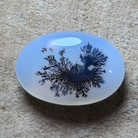 تصویر شجر قائن سوزنی. 