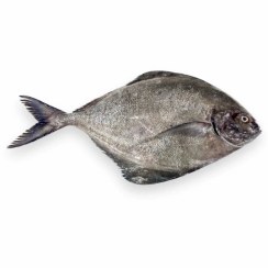 تصویر ماهی حلوا سیاه 