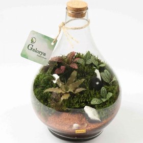 تصویر تراریوم پوبک 