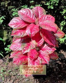 تصویر گیاه آگلونما برای تزیین فضای سبز 