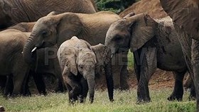 تصویر دانلود فوتیج خانواده فیل‌ها A Family Of Elephants 