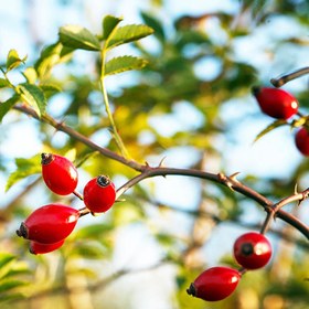 تصویر رب نسترن بسته بندی 