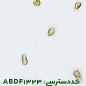 تصویر ایزوکرایسی گالبانا ( Isochrysis galbana abdf1323 ) 