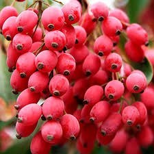 تصویر زرشک Barberry