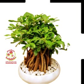 تصویر گیاه بونسای میخک هندی 