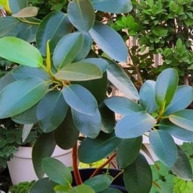 تصویر گیاه فیکوس جنگلی 