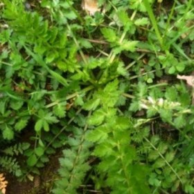 تصویر سبزی اناریجه جنگلی (1000گرمی) 