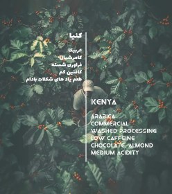 تصویر قهوه عربیکا کنیا 