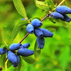 تصویر نهال هانی بری Honeyberry plant