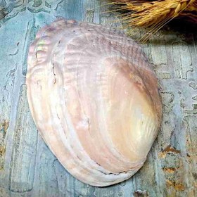 تصویر حوضچه صدف طبیعی مدل ۲ 