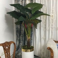 تصویر درخت مصنوعی بابا آدم آلوکازیا 