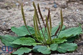 تصویر بارهنگ 