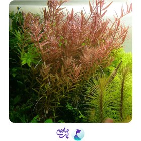 تصویر گیاه آکواریومی روتالا بونسای _ روتالا ایندیکا "Rotala"Bonsai (کشت بافت) 