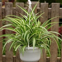 تصویر نگهداری گیاه گندمی در مکان‌های با نور کم 