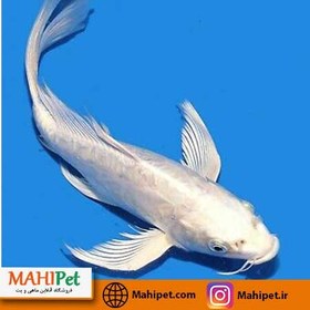 تصویر ماهی کوی باله بلند سفید 15 تا 20 سانت 