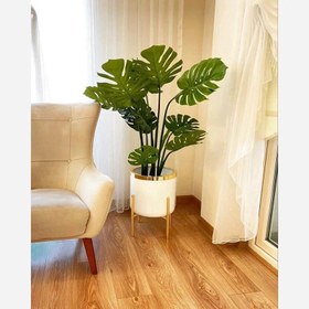 تصویر درختچه برگ انجیری 