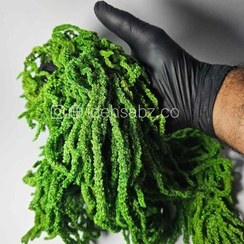 تصویر گیاه تثبیت شده آمارانتوس 