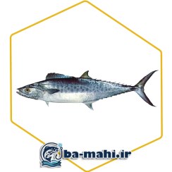 تصویر ماهی شیر اصل 