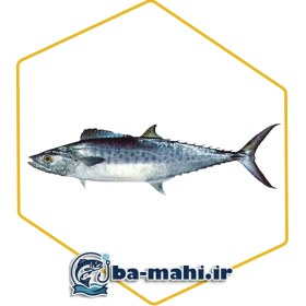 تصویر ماهی شیر اصل 