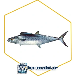 تصویر فروشگاه با ماهی