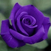 تصویر بذر گل رز بنفش 5 عددی 