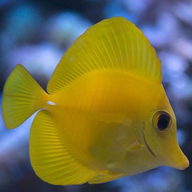 تصویر جراح ماهی زرد هاوایی - Yellow Tang 