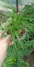 تصویر گل بونسای لیندا گلدون ۱۴ 