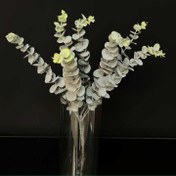 تصویر گل اکالیپتوس بوته ای 