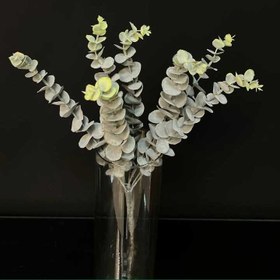 تصویر گل اکالیپتوس بوته ای 