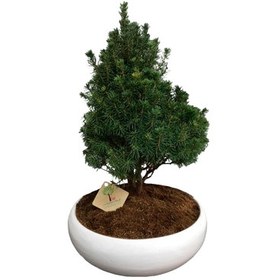 تصویر بونسای کاج کونیکا 