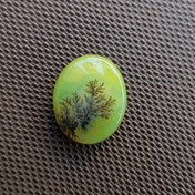 تصویر نگین شجر سبز قائن | نمونه طبیعی کهنه با ابعاد فاخر 