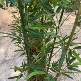 تصویر شاخه بامبو سوپر 