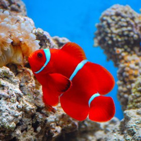 تصویر دلقک ماهی مارون - Maroon Clownfish 