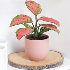 تصویر فروش آگلونما برای دکوراسیون حیاط خلوت 