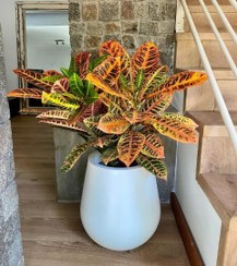 تصویر خرید گیاه کروتون برای زیبا کردن فضا 