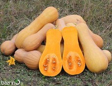 تصویر بذر کدو حلوایی نارنجی آرکا بذر ایرانیان Orange Winter Squash Arka Bazr Iranian Seeds