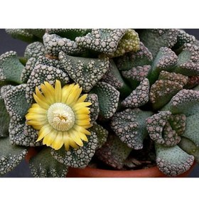 تصویر بذر ساکولنت تیتانوپسیس واریته کال کاری - 10000 تومان Titanopsis calcarea