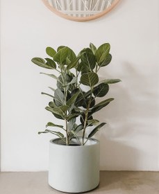 تصویر طراحی مطب با فیکوس هندی 