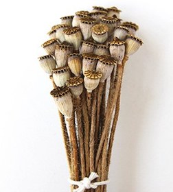 تصویر گل خشک شقایق 