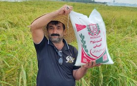 تصویر برنج کشت دوم طارم هاشمی عطری امساله 