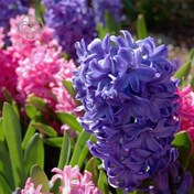 تصویر پیاز گل سنبل هلندی 