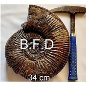 تصویر بزرگترین فسیل آمونیت مارپیچ ایسام با کیفیت بالا 