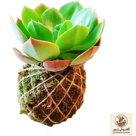تصویر گیاه طبیعی کوکداما ساکولنت کد D-13 | کد: ZNB-BM0 