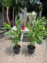 تصویر نخل اریکا سطل ۳ 