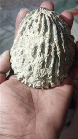 تصویر فسیل سنگ صدفی فوق قدیمی 
