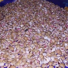 تصویر صدف دریا 1 کیلویی 