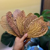 تصویر برگ کاتاپا ۱۰ عددی غذای ماهی ضد عفونی کننده آب آکواریوم 