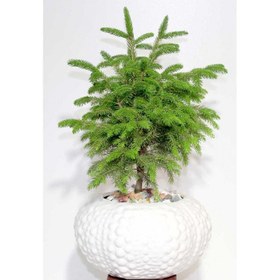 تصویر بن سای کاج نوئل 